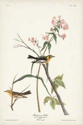 Pl. 135 Blackburnian Warbler | Obraz na stenu