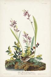 Pl. 139 Field Sparrow | Obraz na stenu