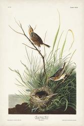 Pl. 149 Sharp-tailed Finch | Obraz na stenu