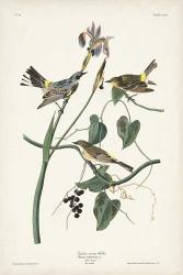 Pl. 153 Yellow-rump Warbler | Obraz na stenu