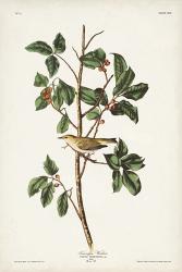 Pl. 154 Tennessee Warbler | Obraz na stenu