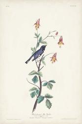 Pl. 155 Black-throated Blue Warbler | Obraz na stenu
