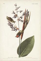 Pl. 183 American Golden-crested Wren | Obraz na stenu