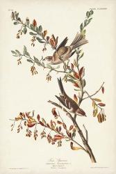 Pl. 188 Tree Sparrow | Obraz na stenu