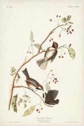 Pl. 194 Canadian Titmouse | Obraz na stenu