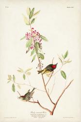 Pl. 195 Ruby-crowned Wren | Obraz na stenu