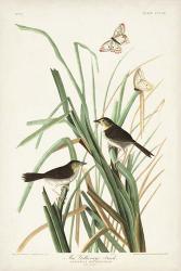 Pl. 355 Mac Gillivray's Finch | Obraz na stenu