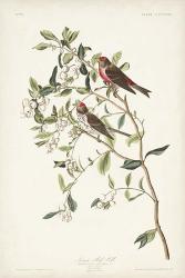 Pl. 375 Lesser Red Poll | Obraz na stenu