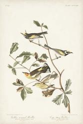 Pl. 414 Golden-winged Warbler | Obraz na stenu
