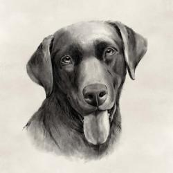 Charcoal Labrador I | Obraz na stenu