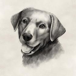 Charcoal Labrador II | Obraz na stenu