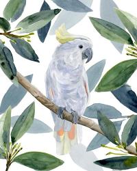 Cockatoo Perch I | Obraz na stenu
