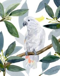 Cockatoo Perch II | Obraz na stenu