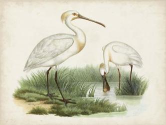 Antique Waterbirds III | Obraz na stenu