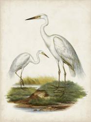 Antique Waterbirds V | Obraz na stenu