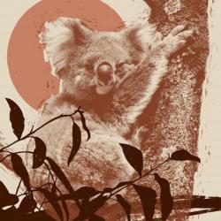 Pop Art Koala I | Obraz na stenu