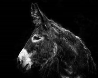 Donkey Portrait I | Obraz na stenu
