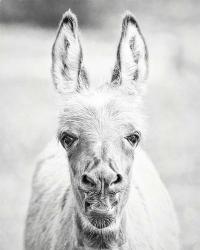 Donkey Portrait IV | Obraz na stenu