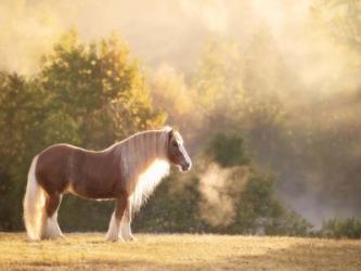 Golden Lit Horse I | Obraz na stenu