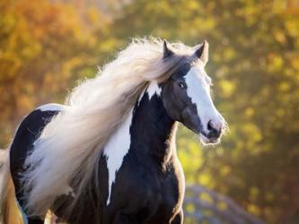 Golden Lit Horse III | Obraz na stenu