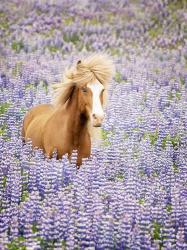 Horse in Lavender I | Obraz na stenu