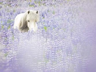 Horse in Lavender II | Obraz na stenu
