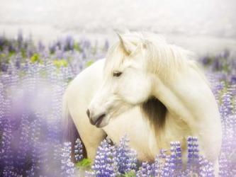 Horse in Lavender III | Obraz na stenu