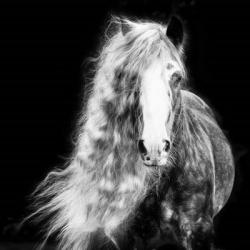 Black and White Horse Portrait I | Obraz na stenu