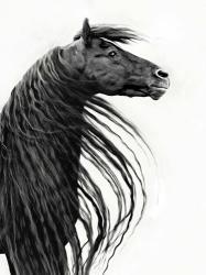 Black and White Horse Portrait II | Obraz na stenu