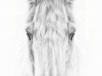 Black and White Horse Portrait IV | Obraz na stenu