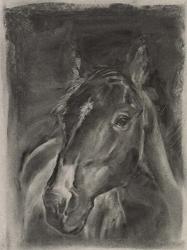 Charcoal Horse Study on Grey II | Obraz na stenu