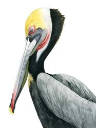Watercolor Pelican II | Obraz na stenu