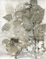 Birch Leaves I | Obraz na stenu