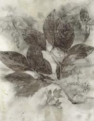 Dogwood Leaves II | Obraz na stenu