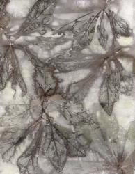 Water Oak Leaves | Obraz na stenu