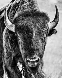 Buffalo Portrait | Obraz na stenu