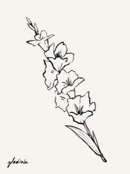 Gladiola Sketch I | Obraz na stenu