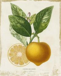 French Lemon III | Obraz na stenu
