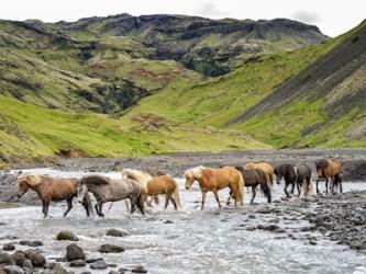 Collection of Horses II | Obraz na stenu