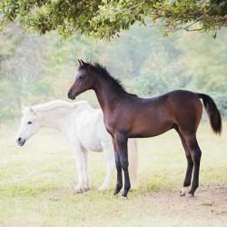 Collection of Horses VII | Obraz na stenu