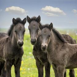 Collection of Horses IX | Obraz na stenu