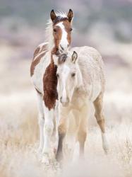 Collection of Horses X | Obraz na stenu