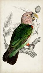 Antique Parrot Pair I | Obraz na stenu