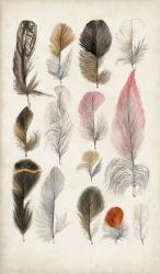 Antique Bird Feathers III | Obraz na stenu