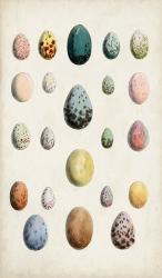 Antique Bird Eggs II | Obraz na stenu
