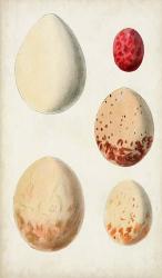 Antique Bird Eggs III | Obraz na stenu