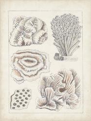 Antique White Coral I | Obraz na stenu