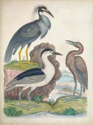 Antique Heron & Waterbirds I | Obraz na stenu