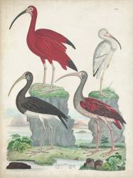 Antique Heron & Waterbirds II | Obraz na stenu