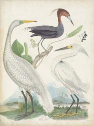 Antique Heron & Waterbirds III | Obraz na stenu